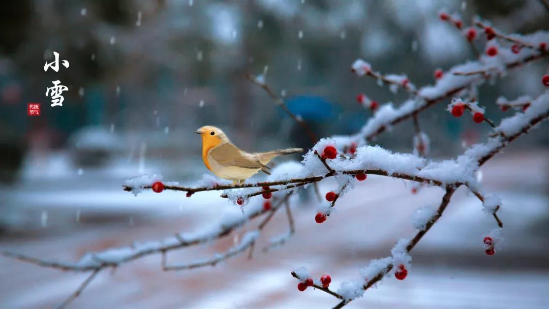 小雪 ▎等一地雪白，與歲月慢酌